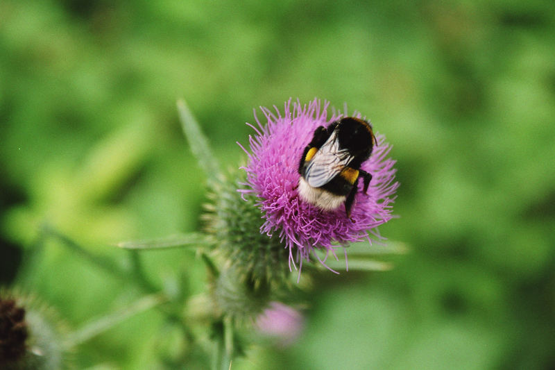 Nur eine Hummel