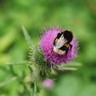 Nur eine Hummel