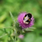 Nur eine Hummel