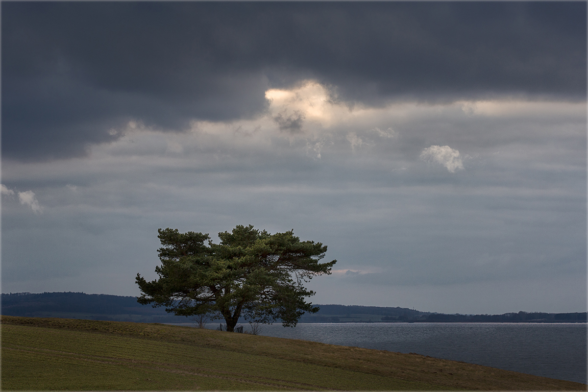 nur eine Kiefer...