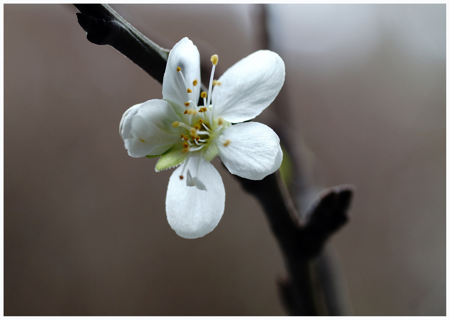 nur eine Kirschblüte 