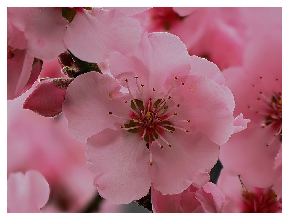 nur eine kirschblüte....