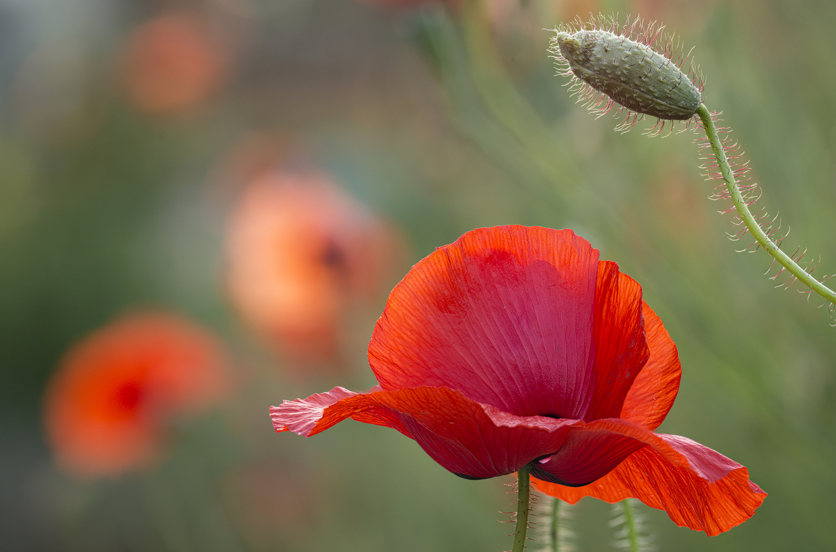 nur eine Klatschmohnblüte - und doch voller Eleganz!