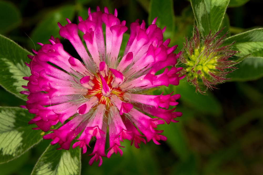 " Nur " eine Kleeblüte....