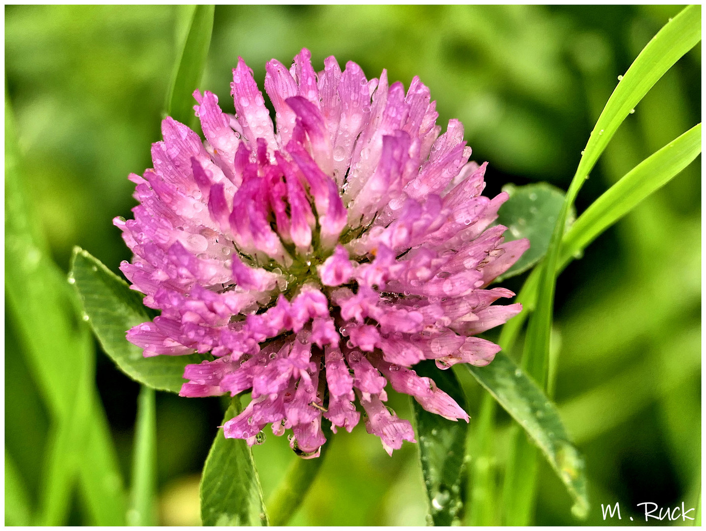 Nur eine Kleeblüte nach dem Regen Foto & Bild pflanzen, pilze