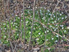 nur eine kleine Blüte und doch der ganze Frühling für mich