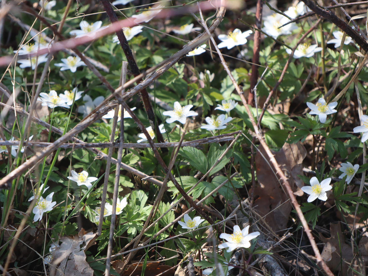 nur eine kleine Blüte und doch der ganze Frühling für mich