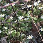 nur eine kleine Blüte und doch der ganze Frühling für mich