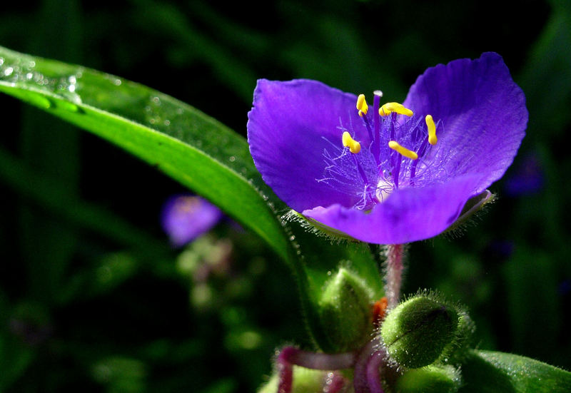 nur eine kleine Dreimasterblume