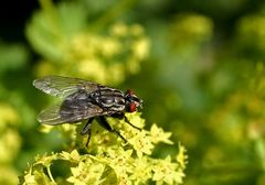 Nur eine kleine Fliege