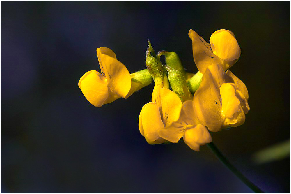 Nur eine kleine, gelbe Blume...