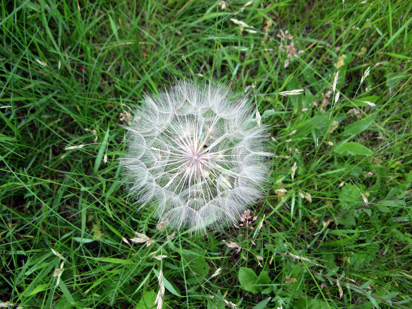 Nur eine kleine Pusteblume