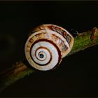 Nur eine kleine Schnecke # Solo un caracolito