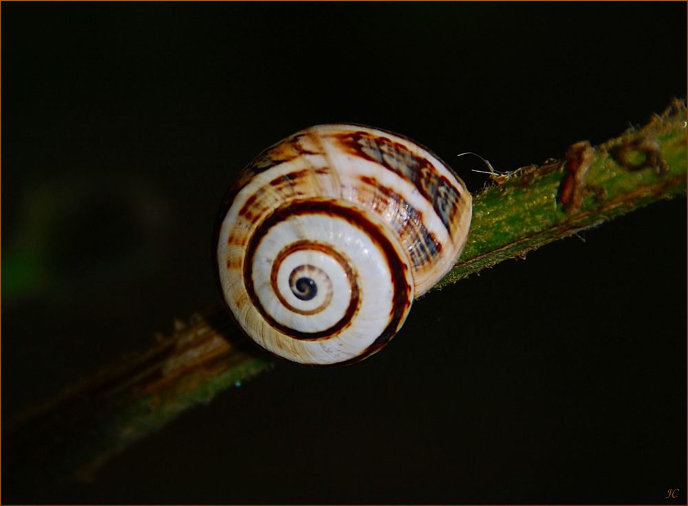 Nur eine kleine Schnecke # Solo un caracolito