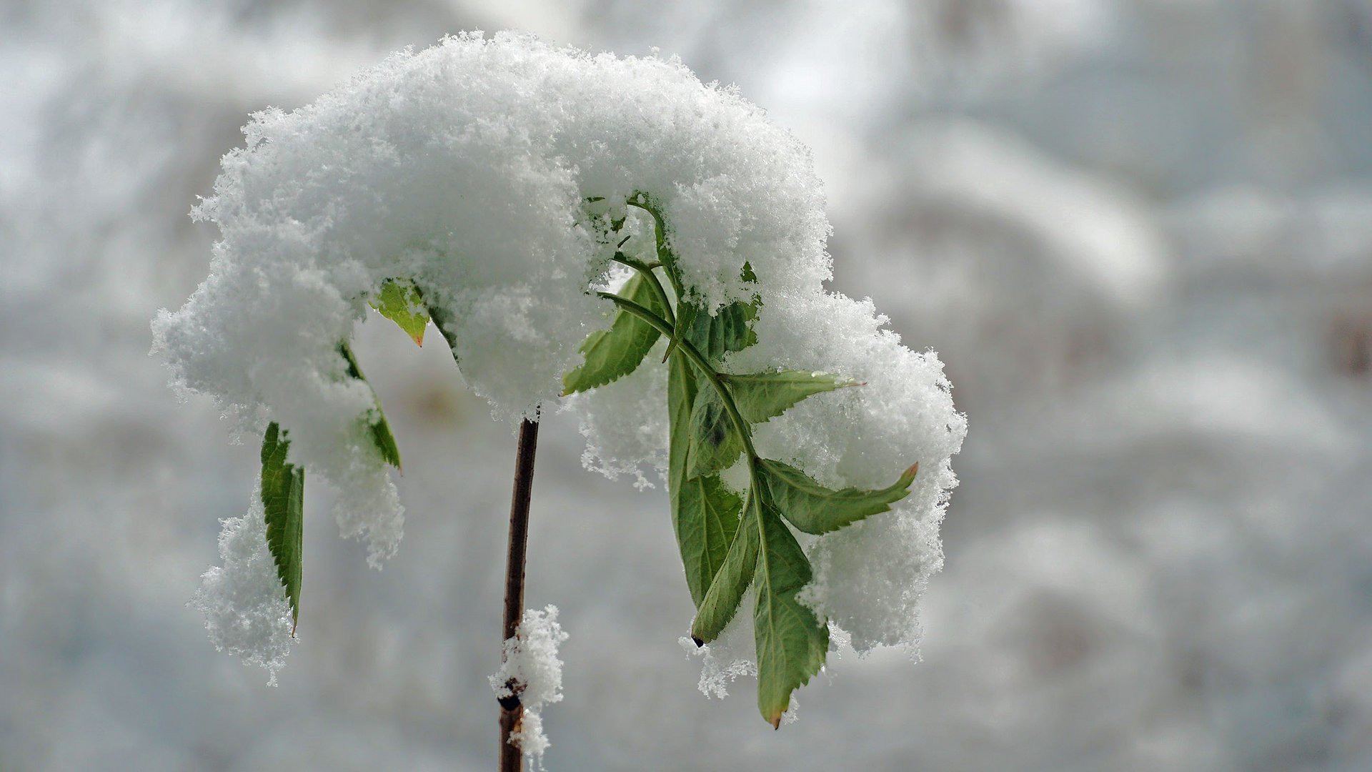 nur eine kleine Schneehaube !