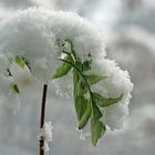 nur eine kleine Schneehaube !