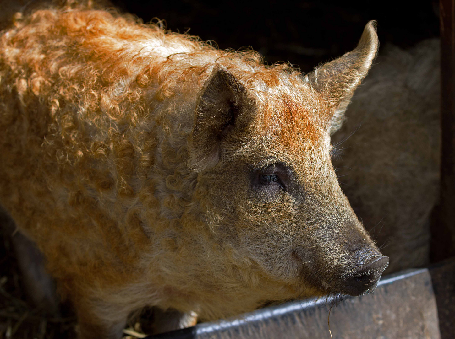 Nur eine kleine Schweinerei !!!