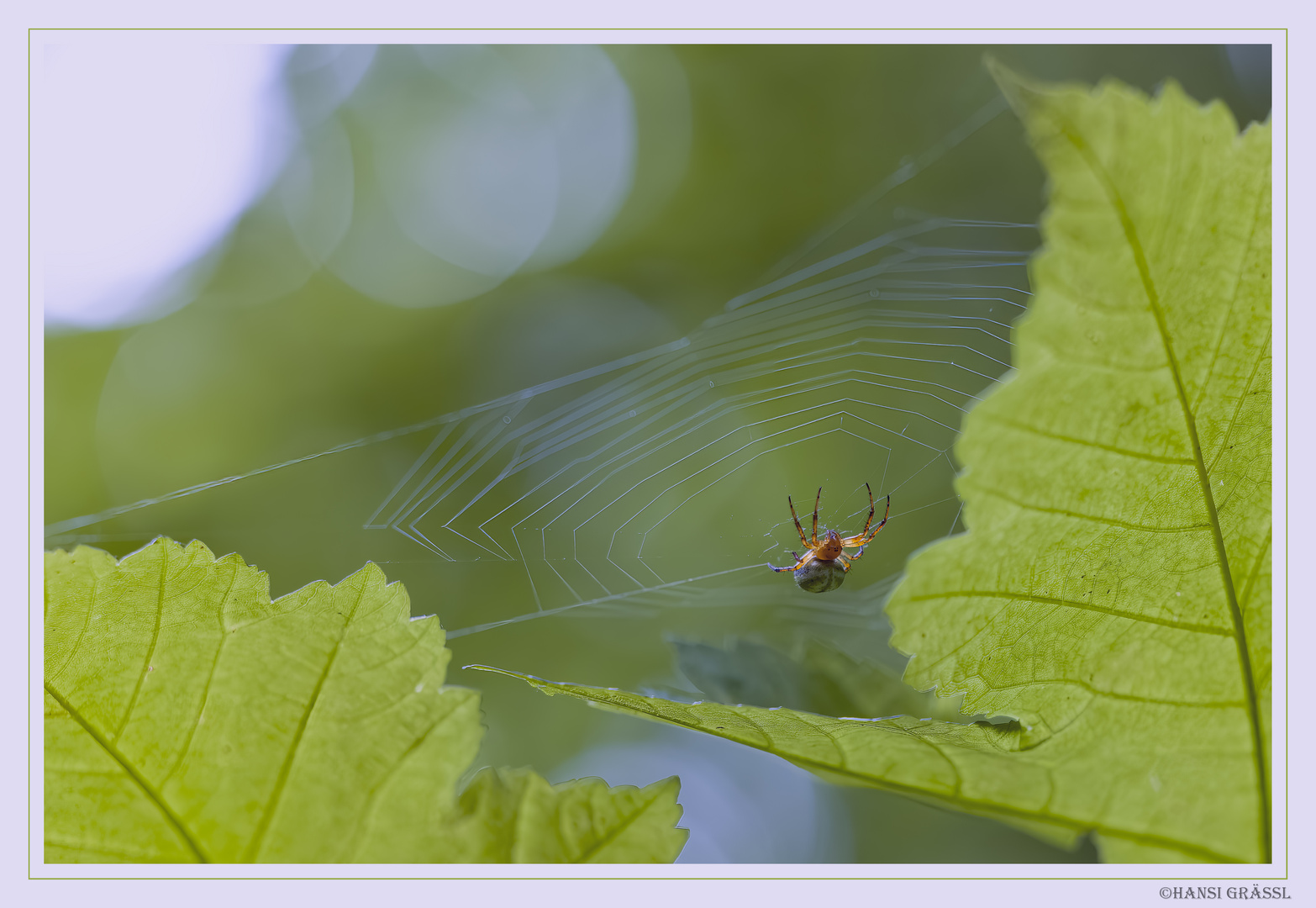 nur eine kleine Spinne