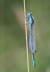 Nur eine Kleinlibelle ....