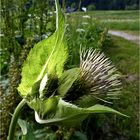 Nur eine Kuhdistel