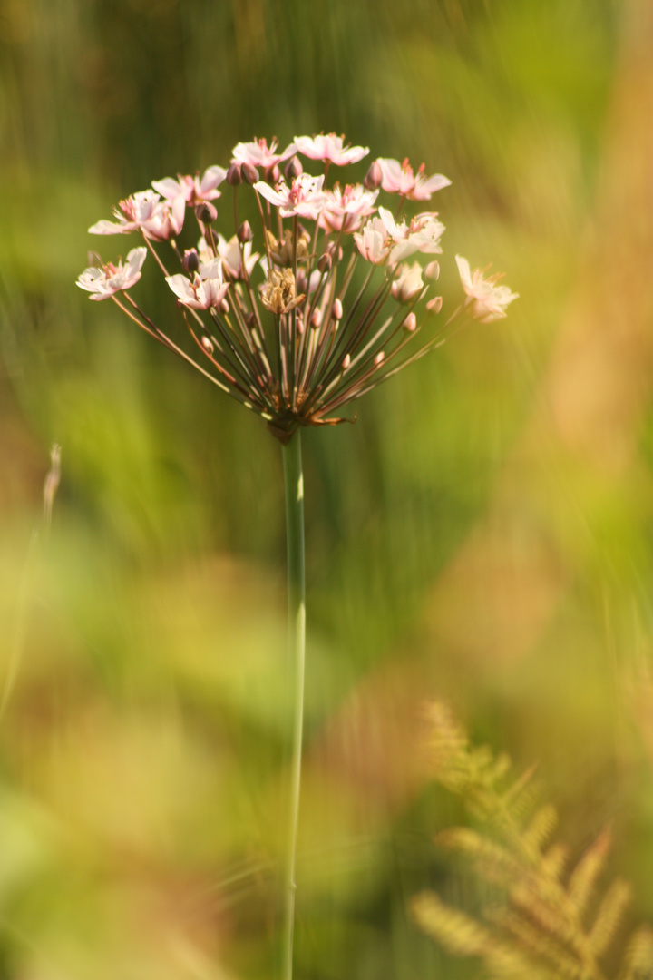 Nur eine langweilige Blume...