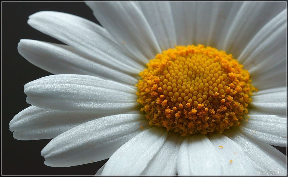 nur eine Margerite