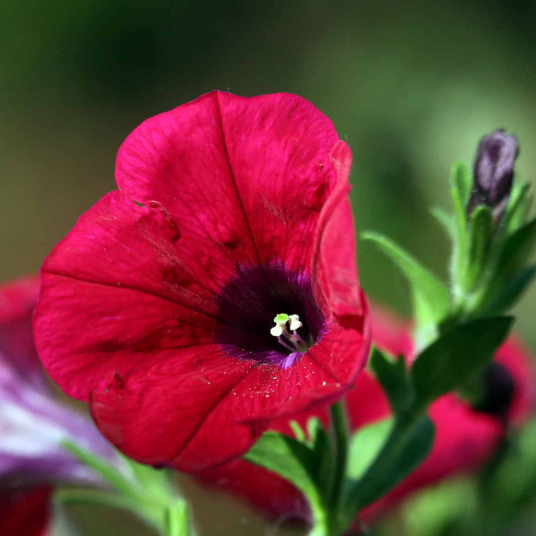 Nur eine Mittwochsblume ?