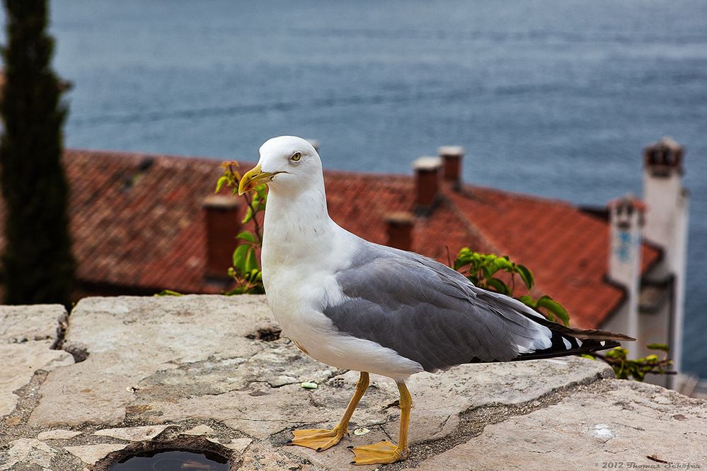 nur eine Möwe