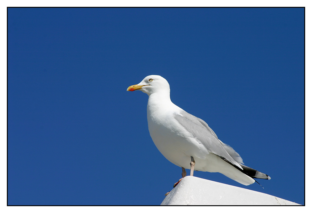 nur eine Möwe