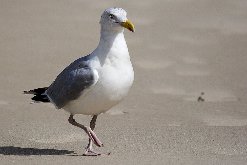 nur eine Möwe