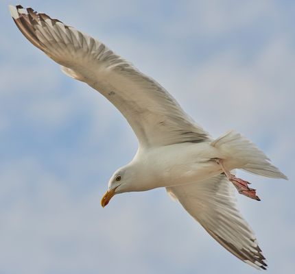 nur eine Möwe - mir fallen keine Titel mehr ein....