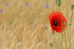 Nur eine Mohnblüte