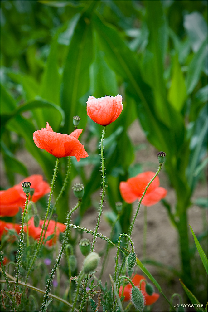 nur eine Mohnblume ...