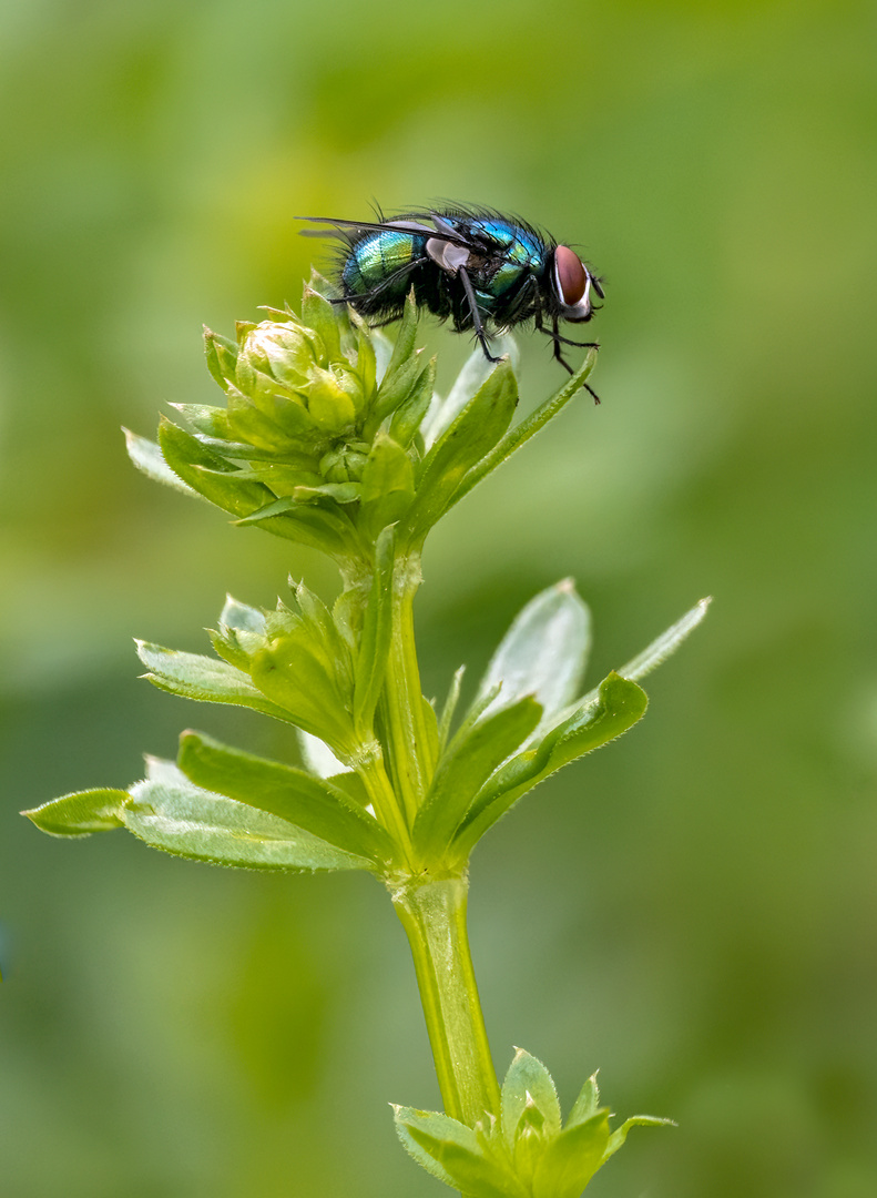 "Nur eine Mücke oder Fliege"