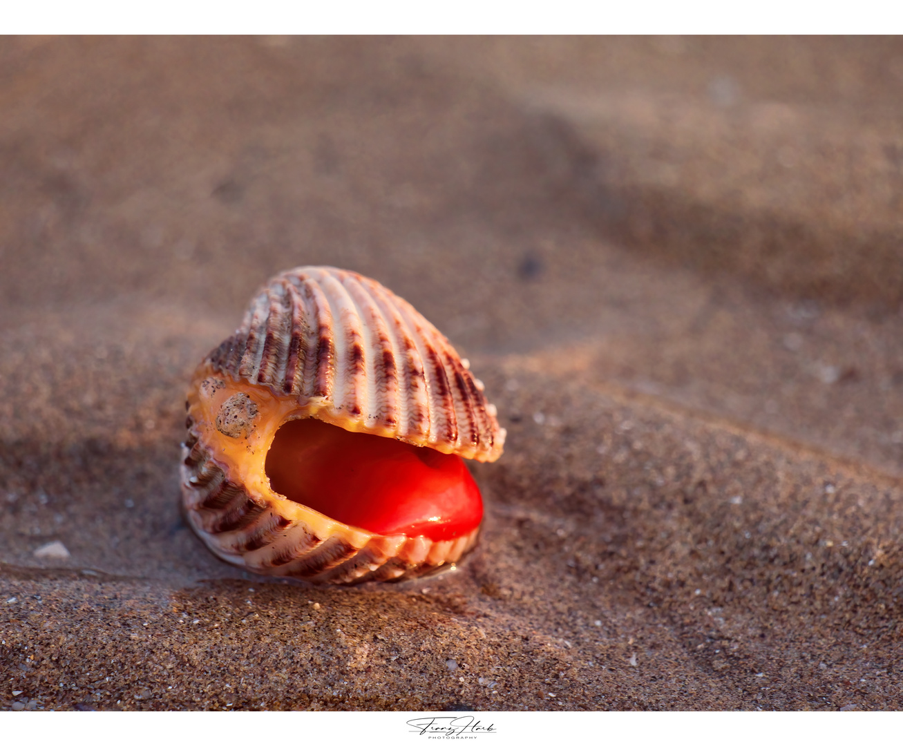 (Nur) Eine Muschel am Strand