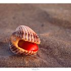 (Nur) Eine Muschel am Strand