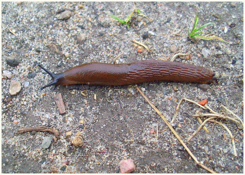 Nur eine Nacktschnecke