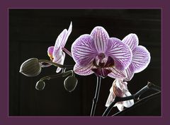 Nur eine Orchidee