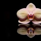 Nur eine Orchidee