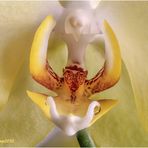 nur eine phalaenopsis blüte.....