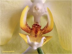 nur eine phalaenopsis blüte.....