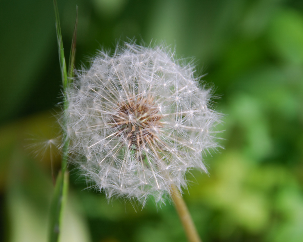 Nur eine Pusteblume