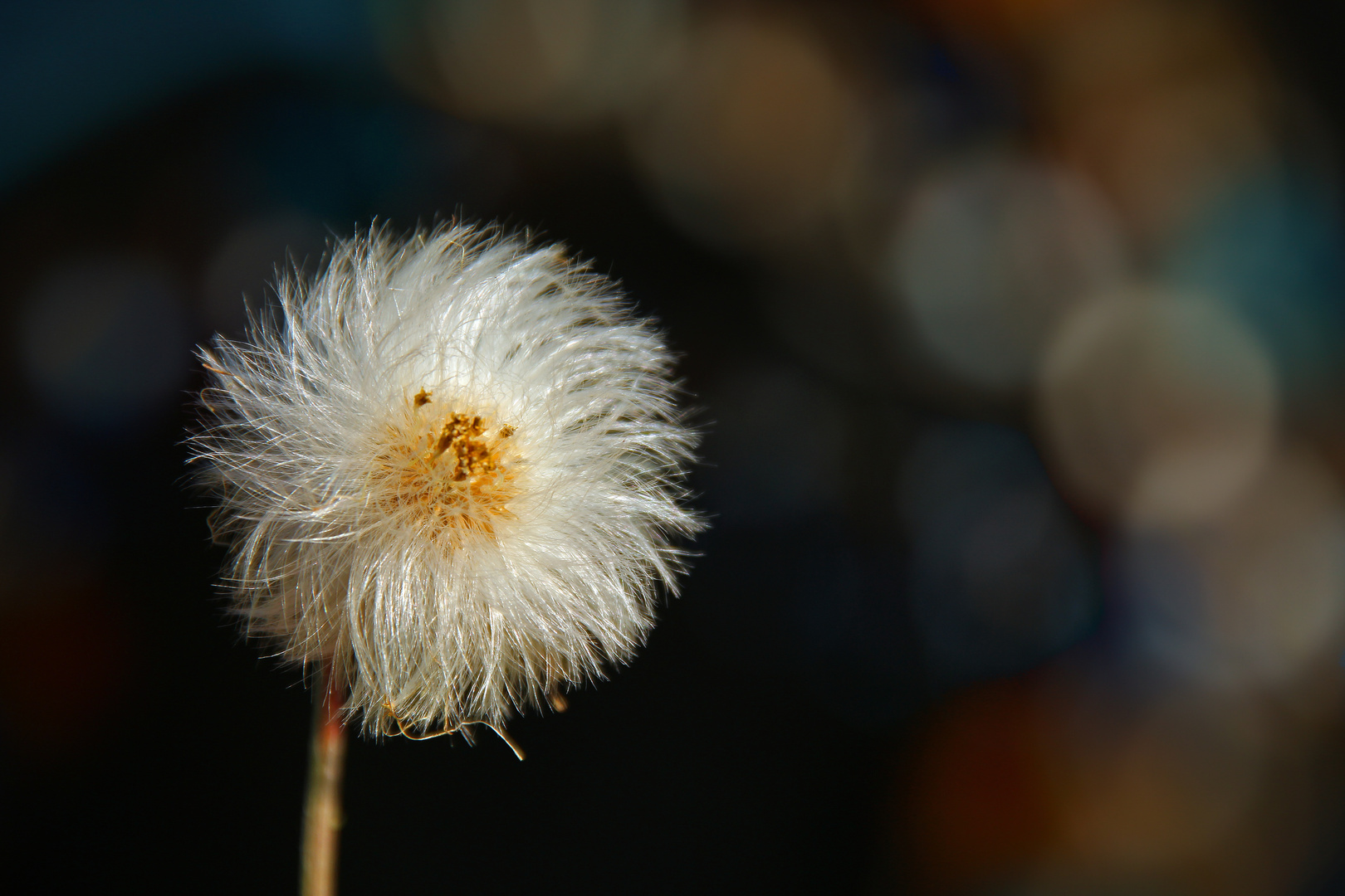 ...nur eine Pusteblume 