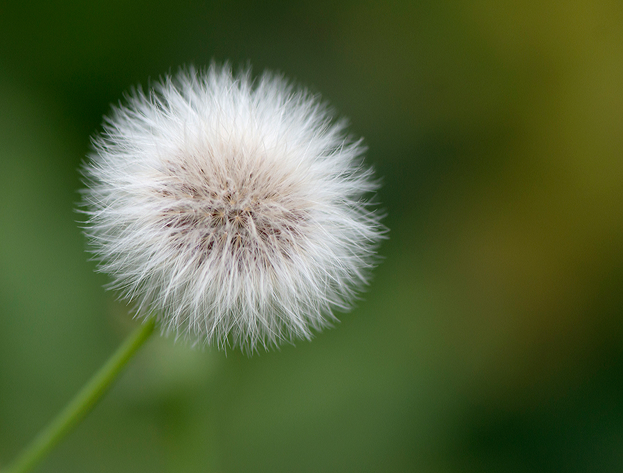 nur eine Pusteblume