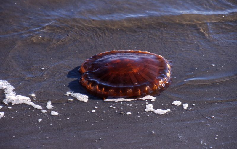 Nur eine Qualle am Strand..