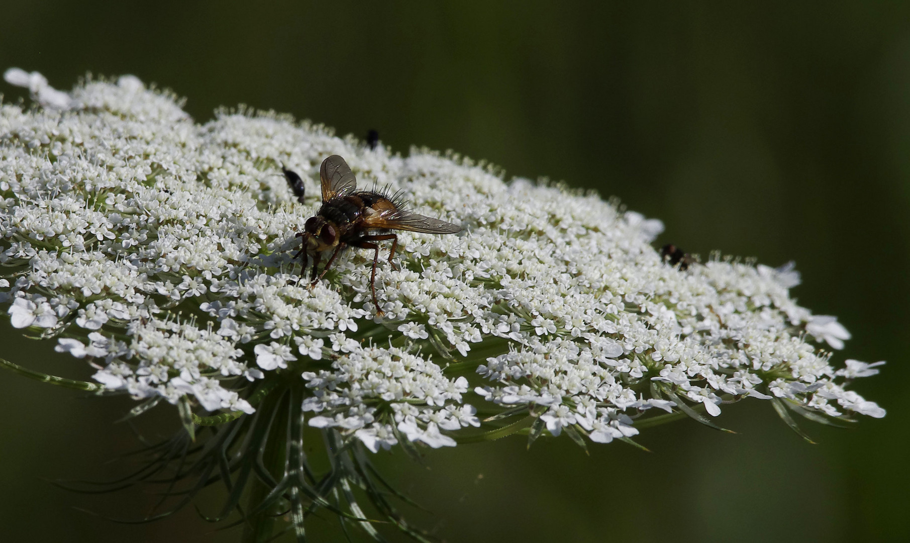 nur eine Raubfliege...