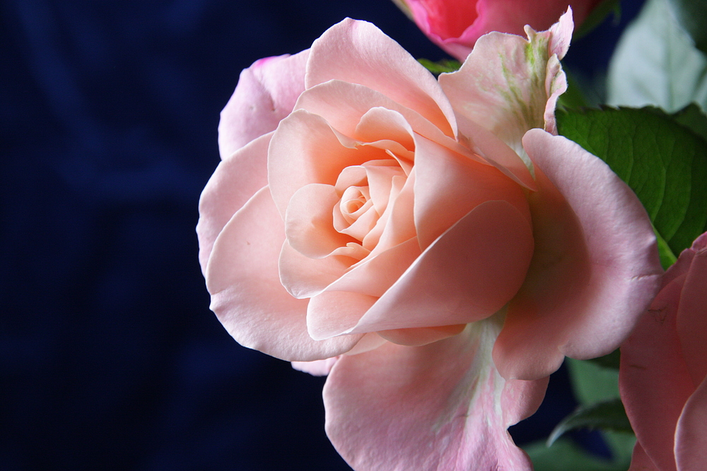 Nur eine rosarote Rose.......