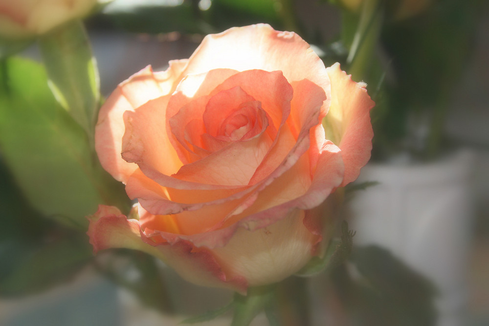 Nur eine Rose....