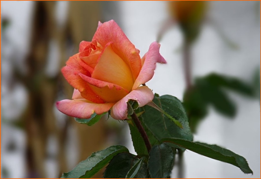 ( Nur ) eine Rose