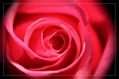 Nur eine Rose